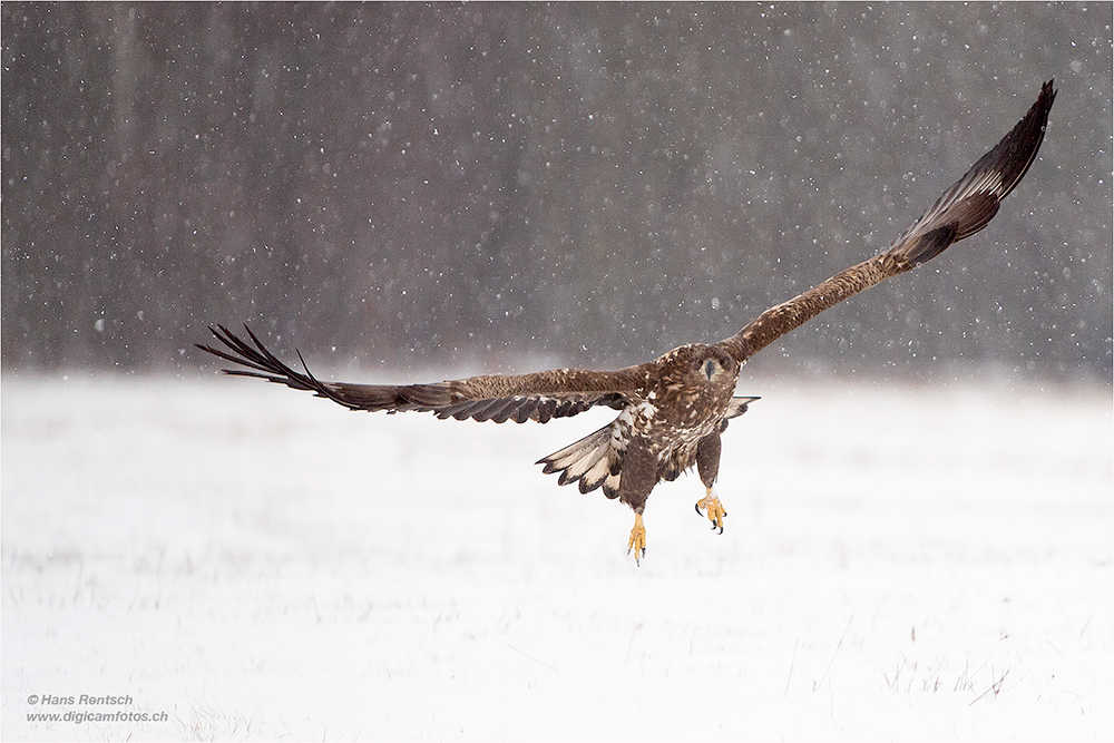 Seeadler