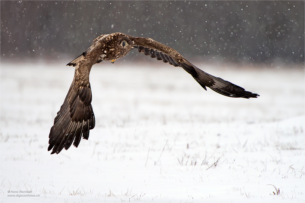 Seeadler