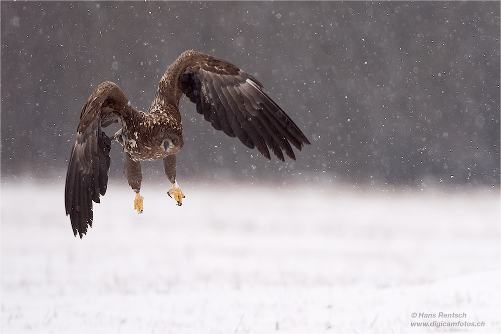 Seeadler