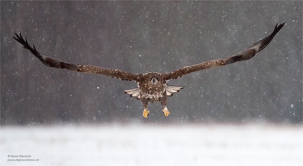 Seeadler