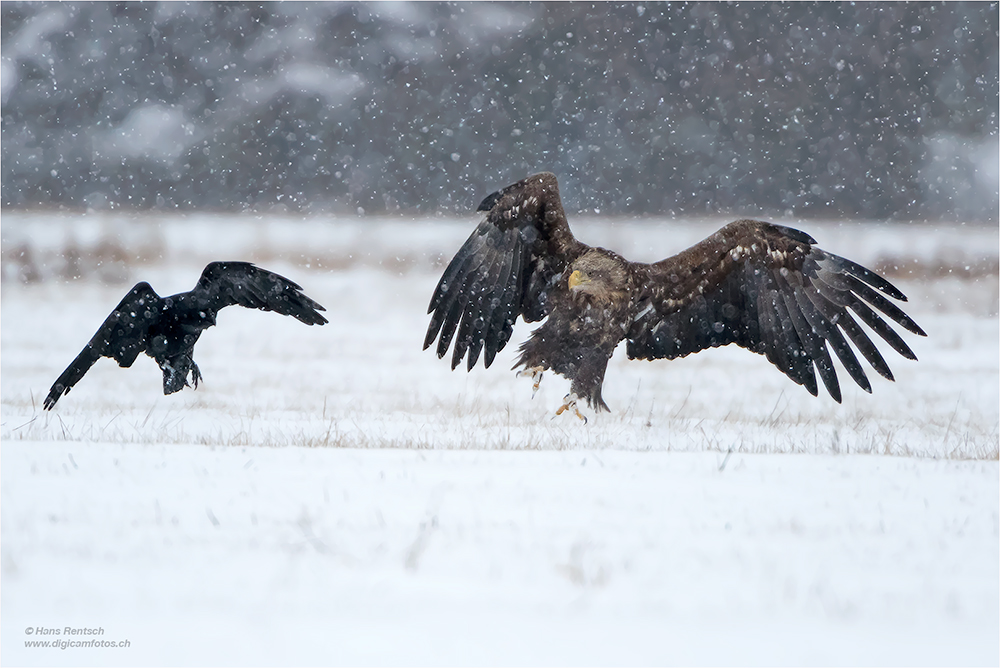 Seeadler