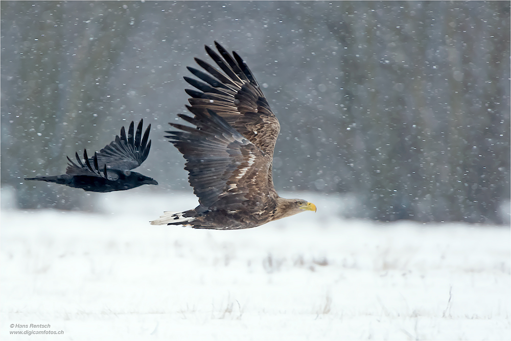 Seeadler