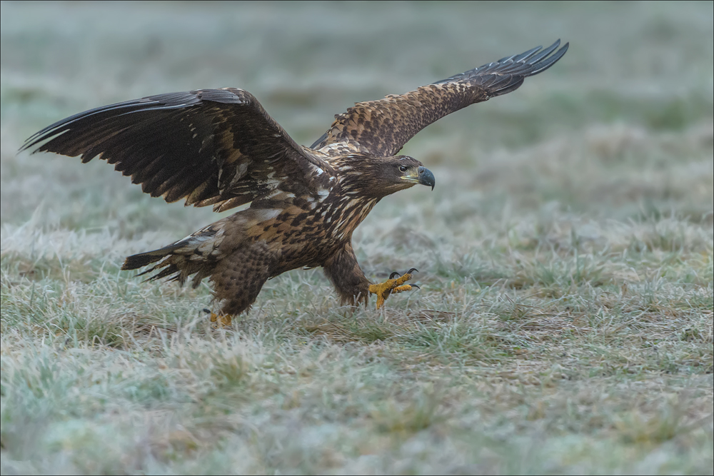 Seeadler