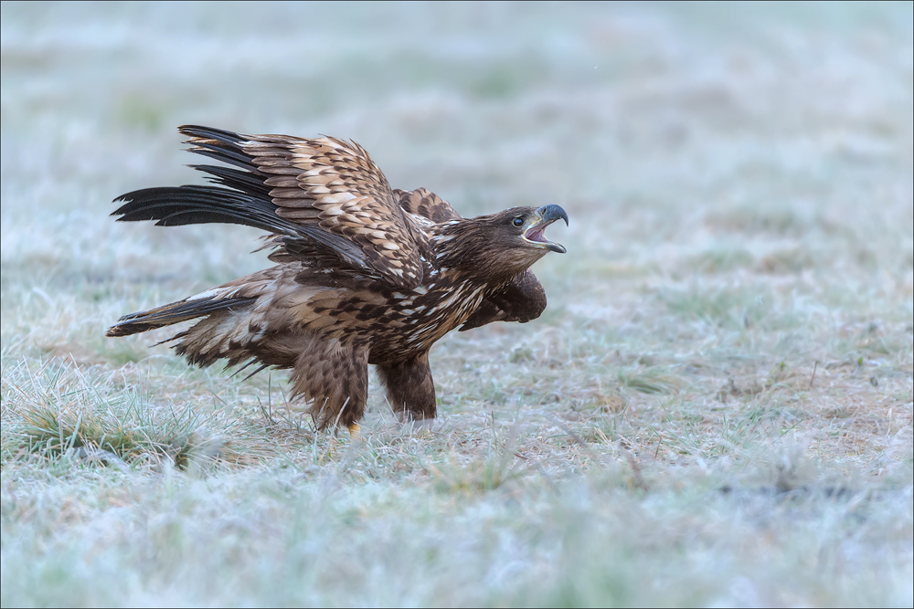 Seeadler