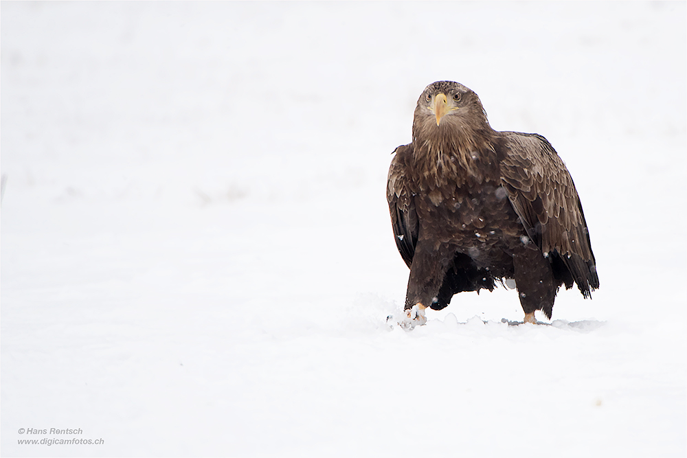 Seeadler