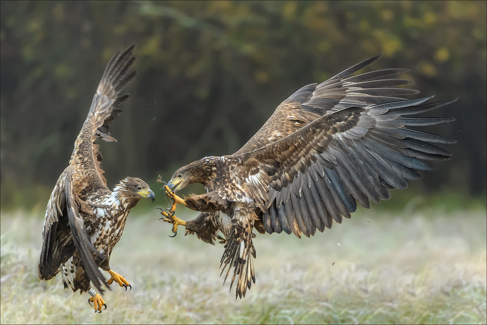 Seeadler