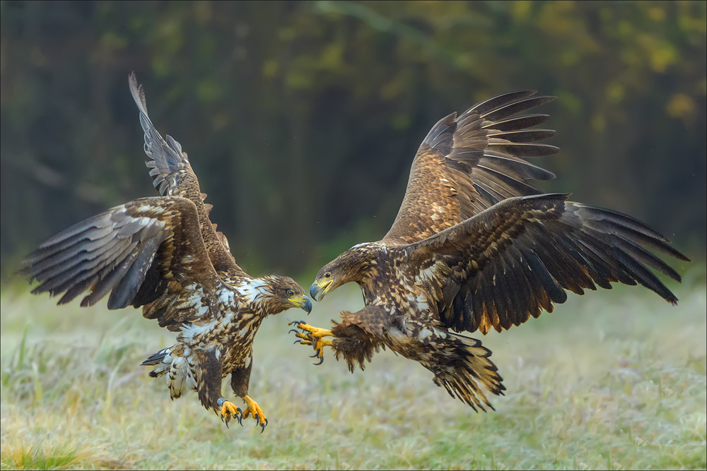 Seeadler