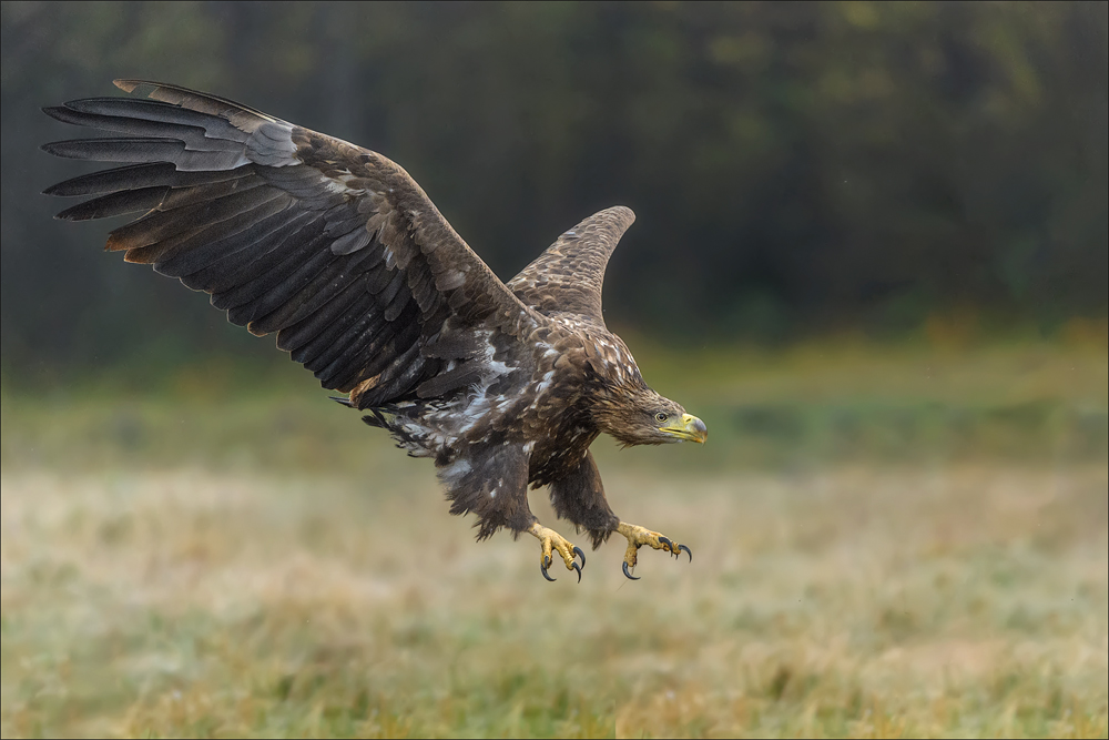 Seeadler