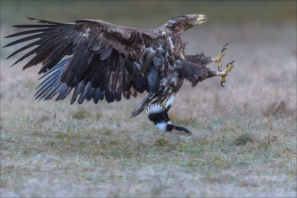 Seeadler