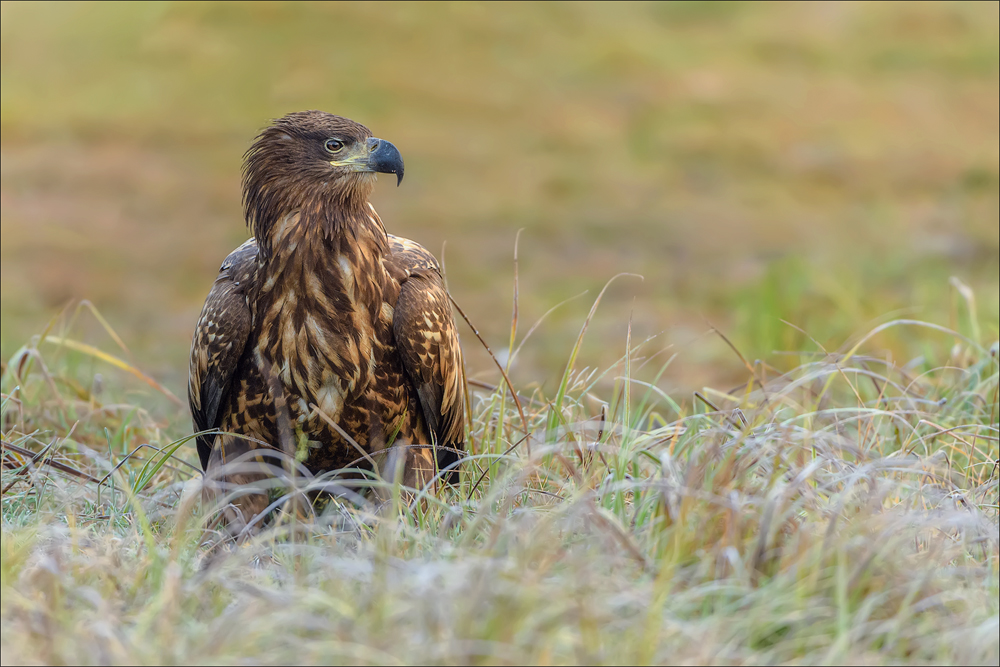 Seeadler