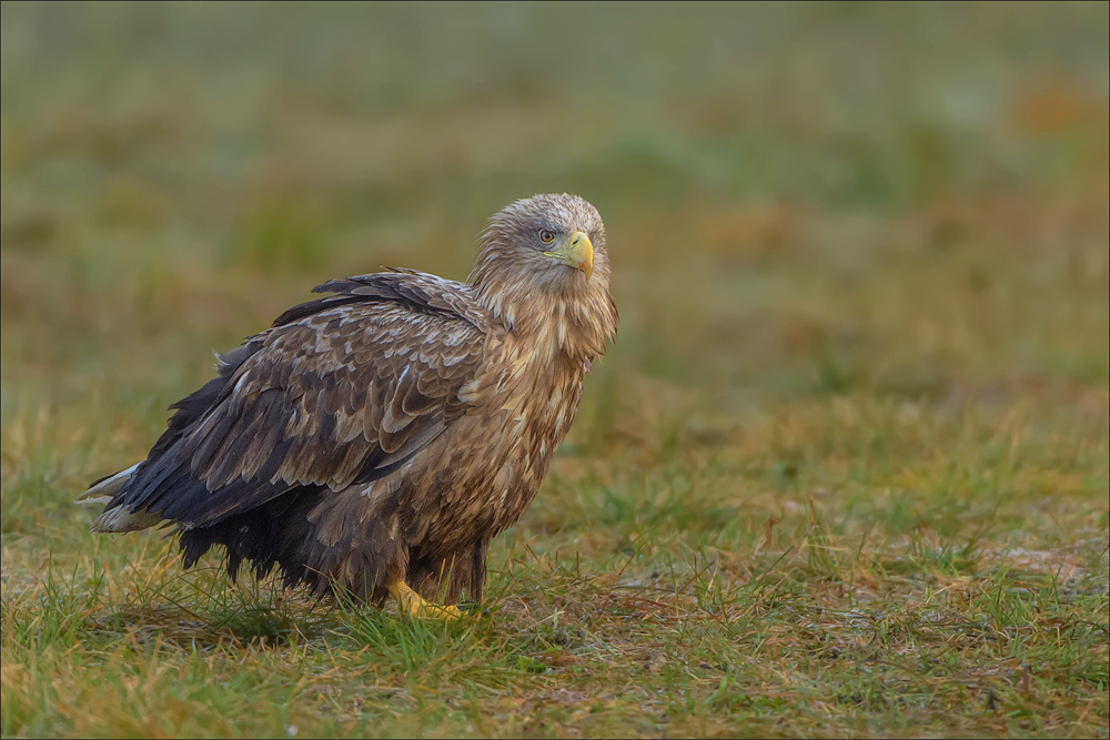 Seeadler