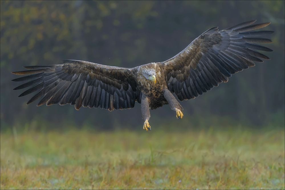 Seeadler