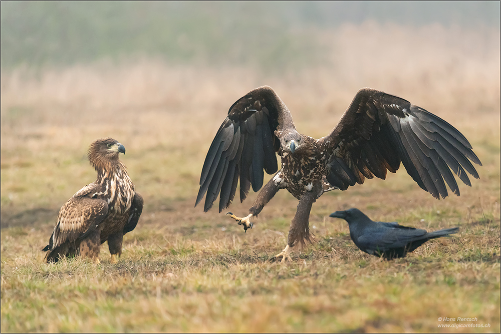 Seeadler