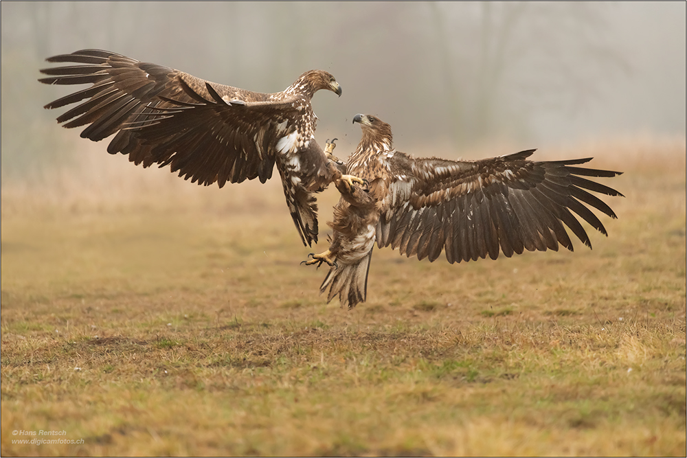 Seeadler