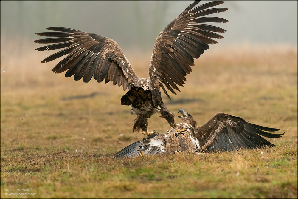 Seeadler