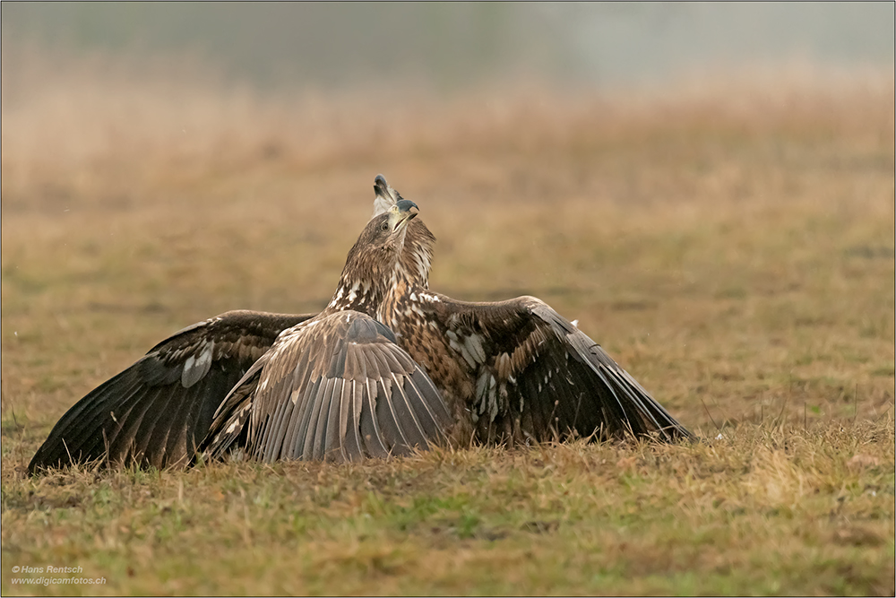 Seeadler