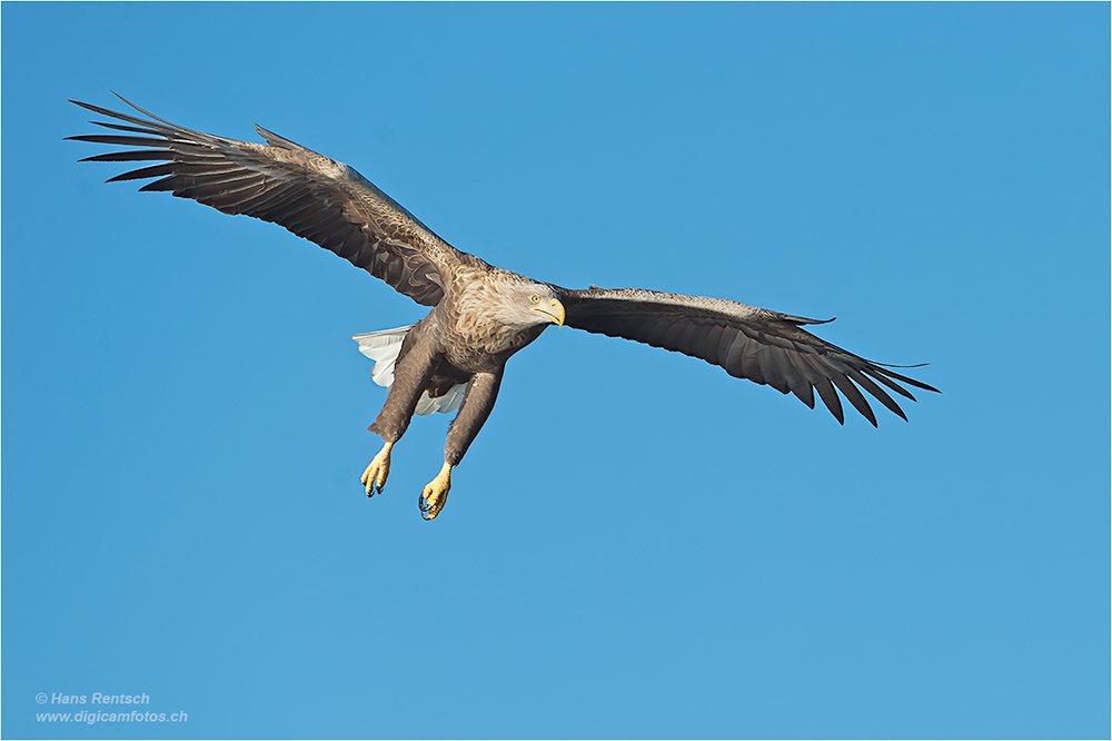 Seeadler