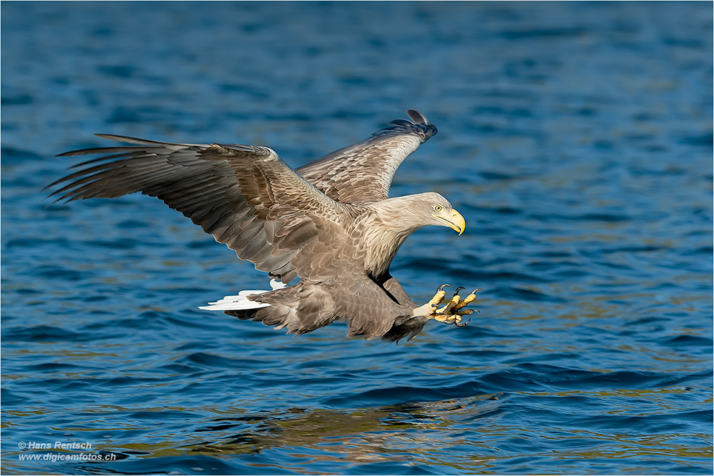 Seeadler