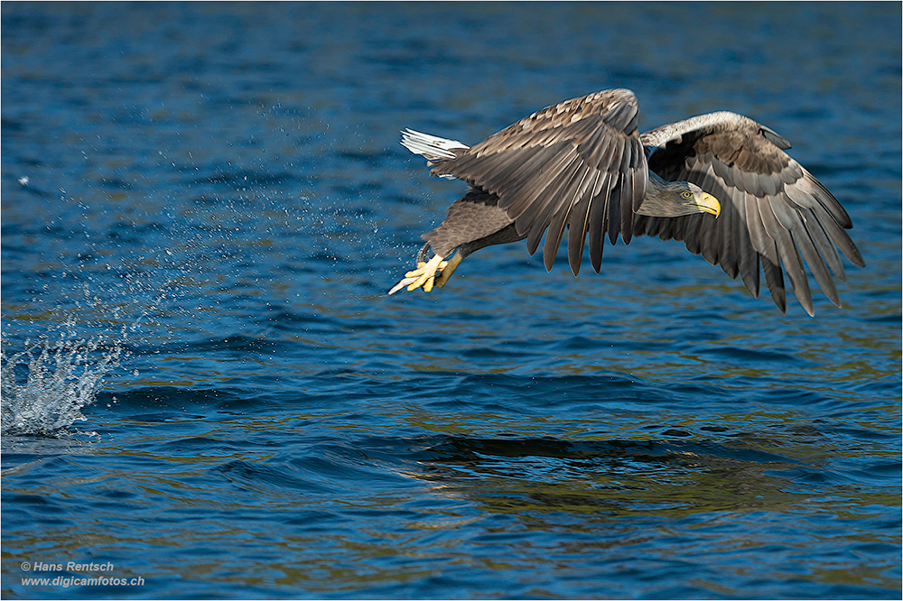 Seeadler