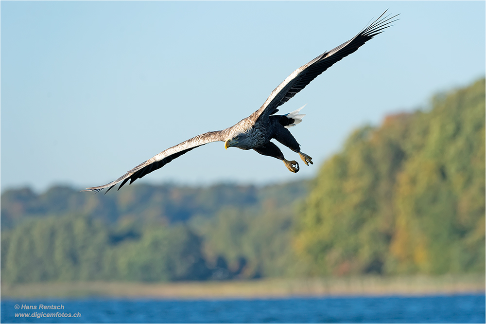 Seeadler