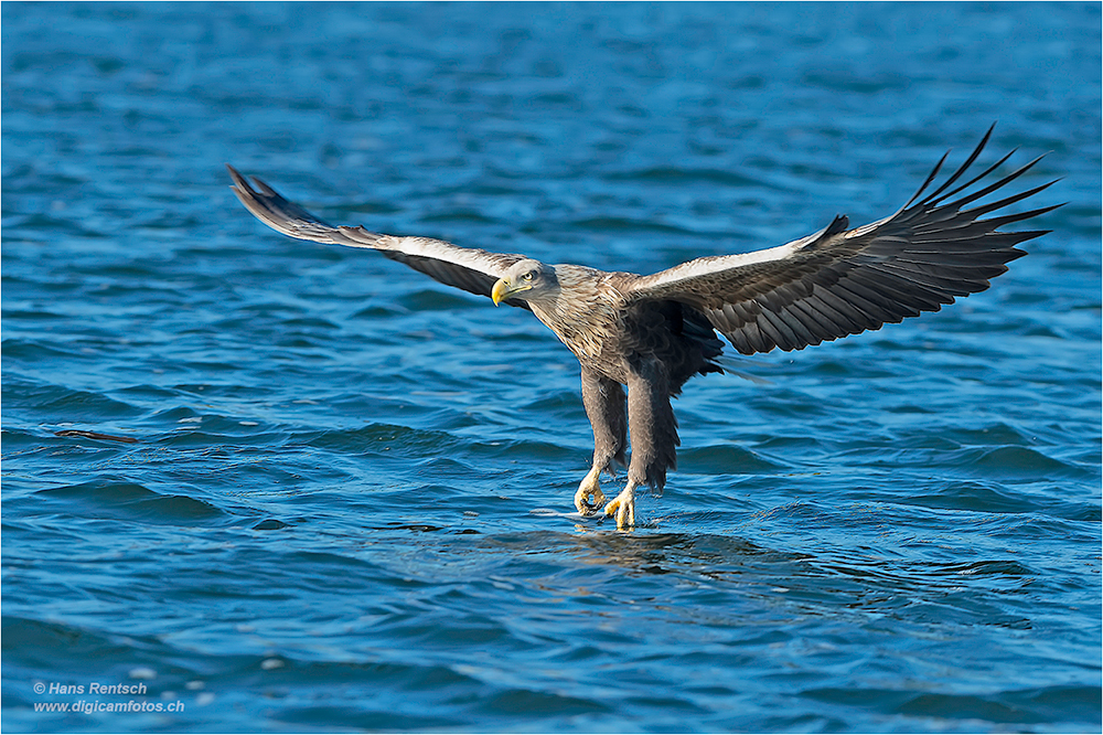 Seeadler