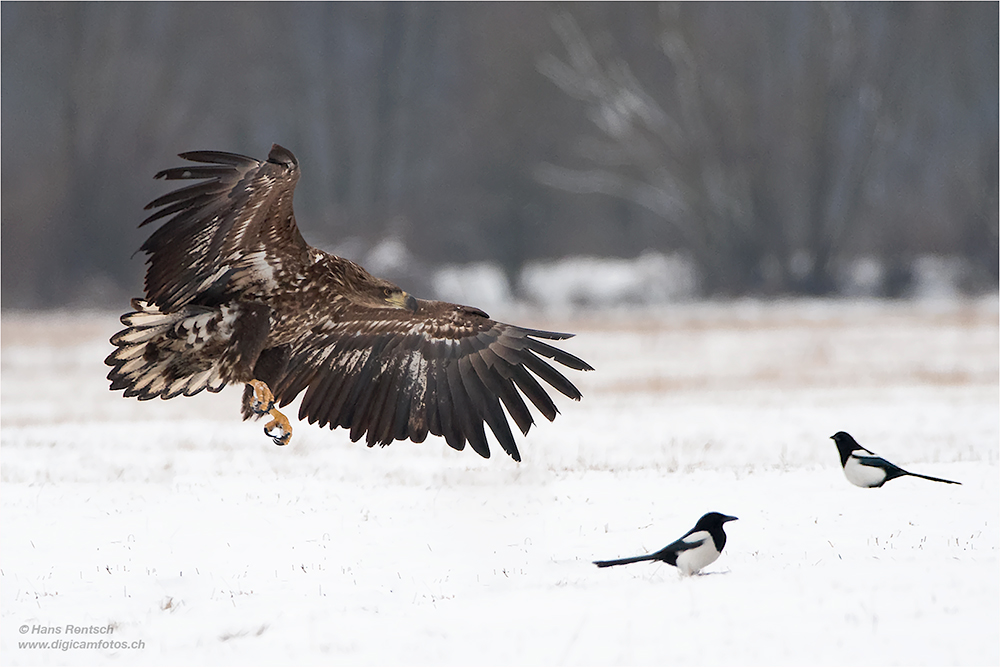 Seeadler