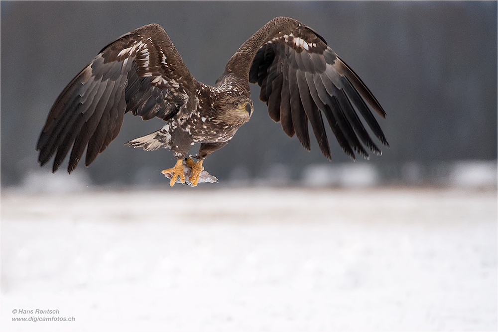 Seeadler