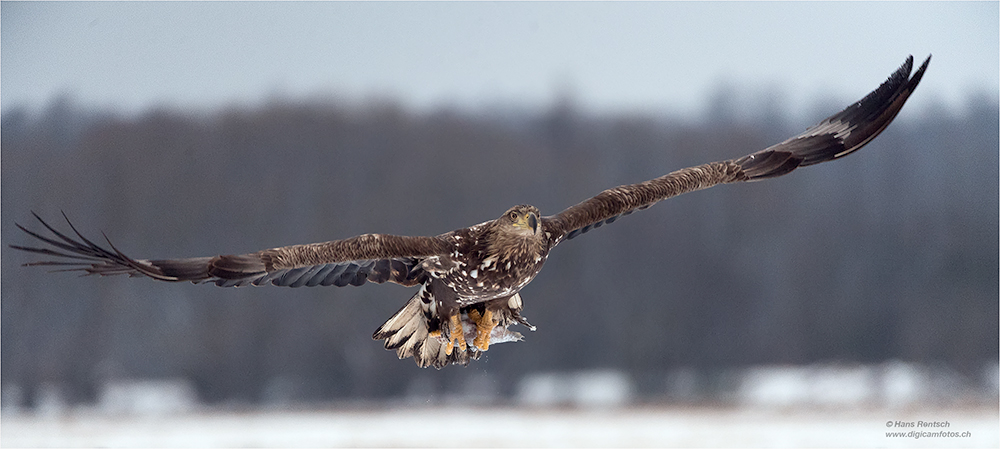 Seeadler