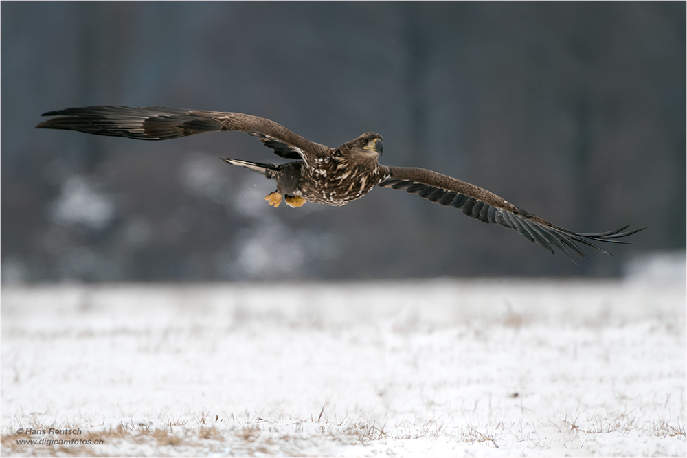 Seeadler