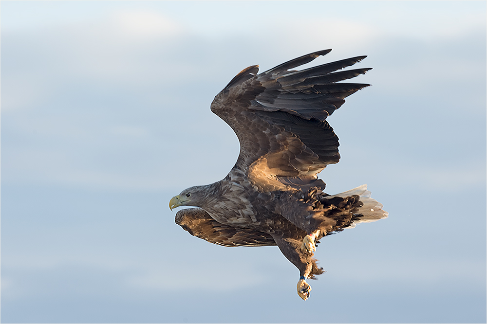 Seeadler