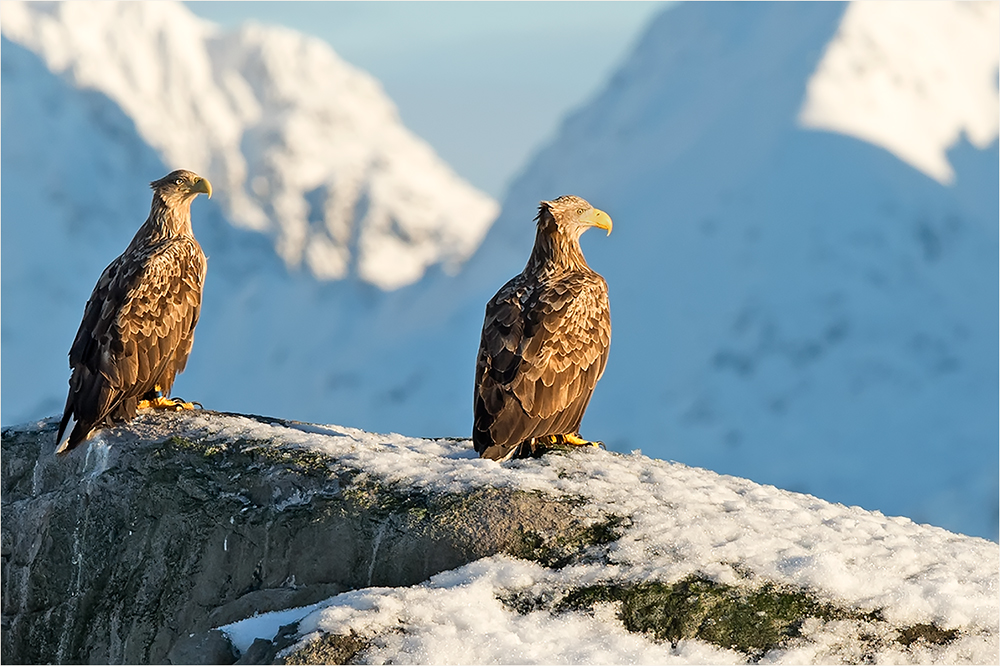 Seeadler