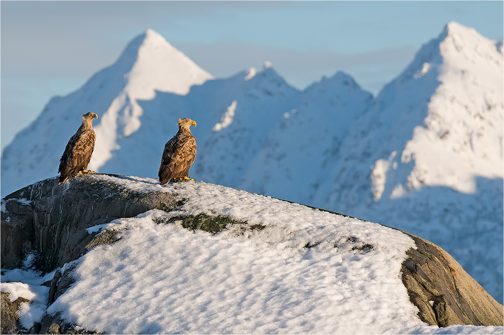 Seeadler