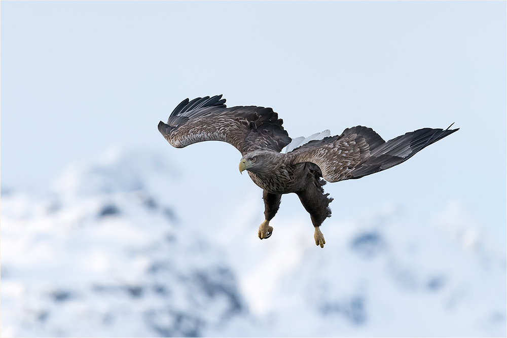 Seeadler