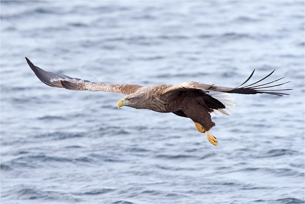 Seeadler