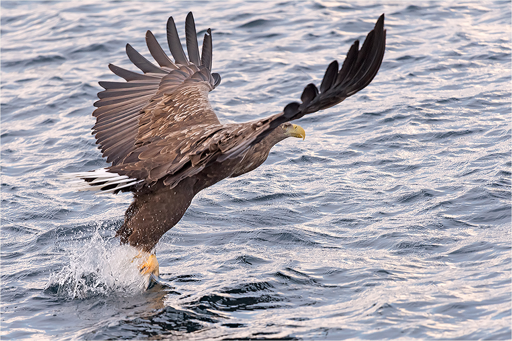 Seeadler