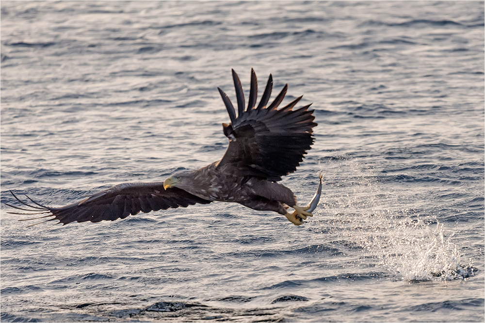 Seeadler