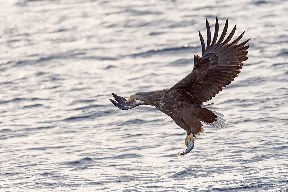 Seeadler