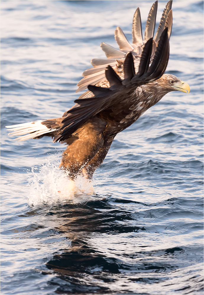 Seeadler