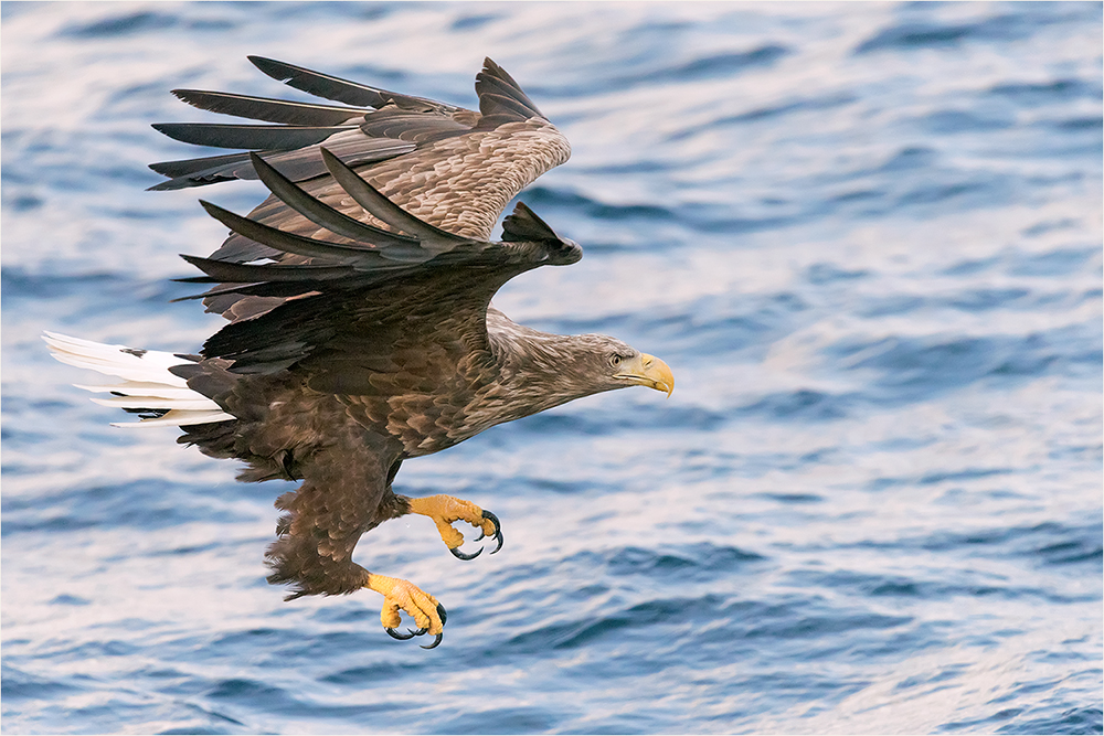 Seeadler