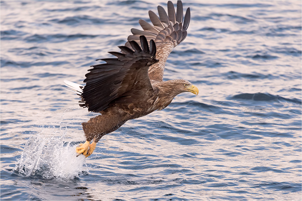 Seeadler