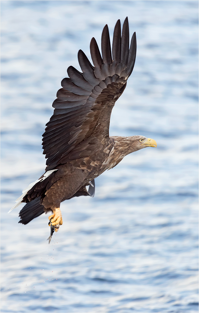 Seeadler