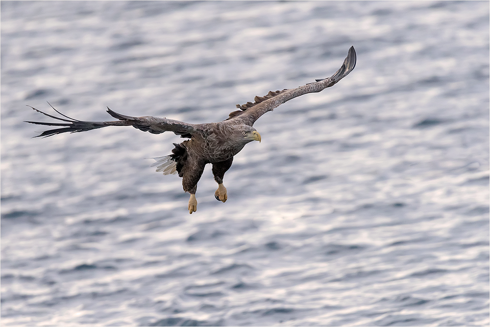 Seeadler