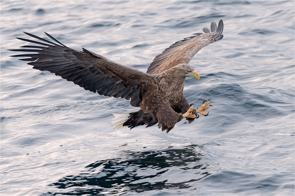 Seeadler