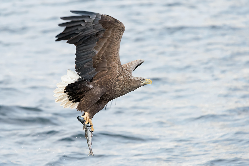 Seeadler