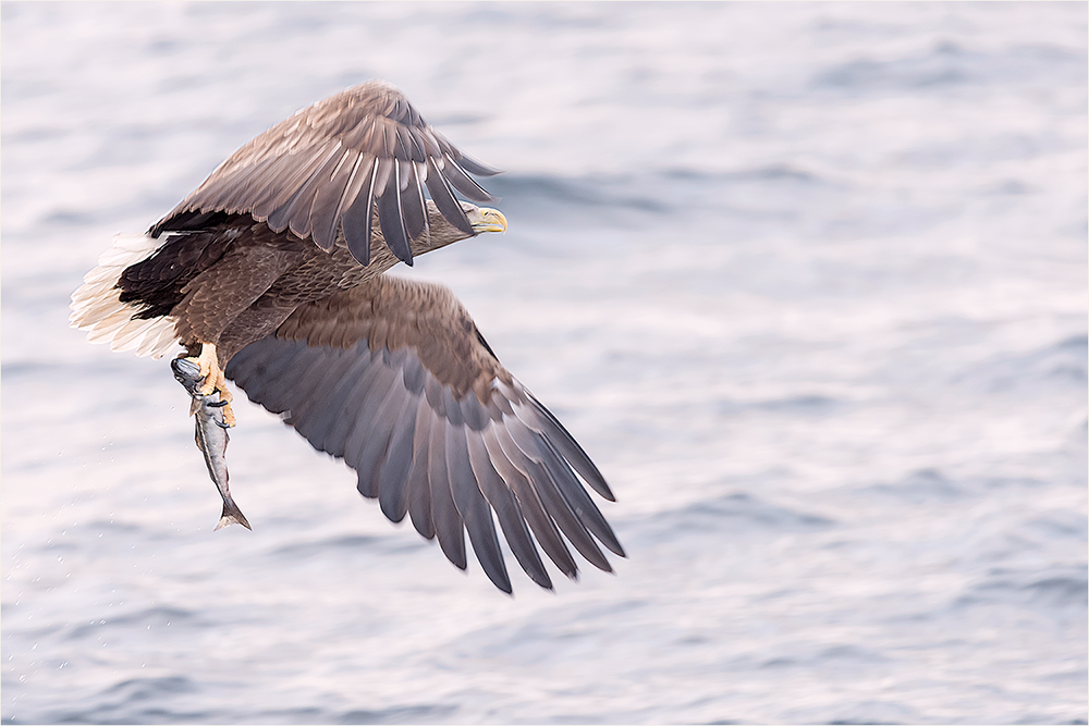 Seeadler