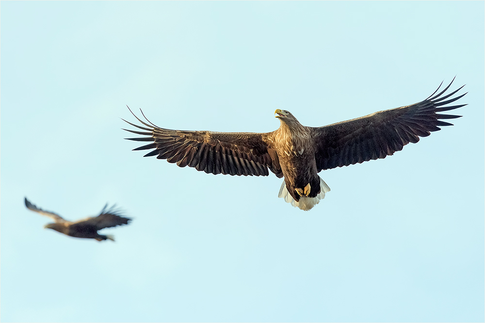 Seeadler