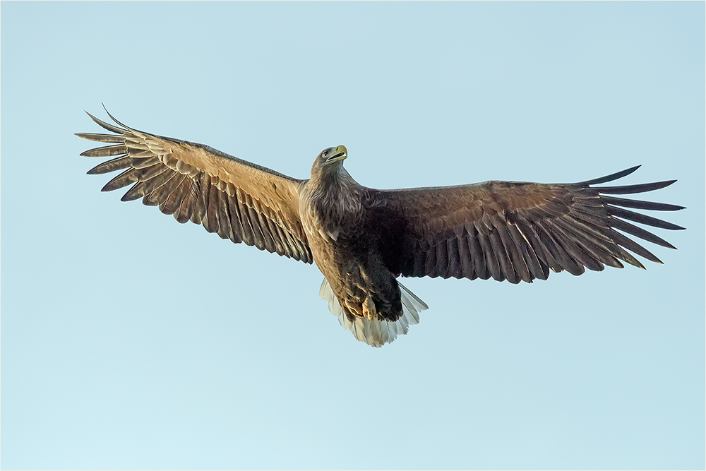 Seeadler