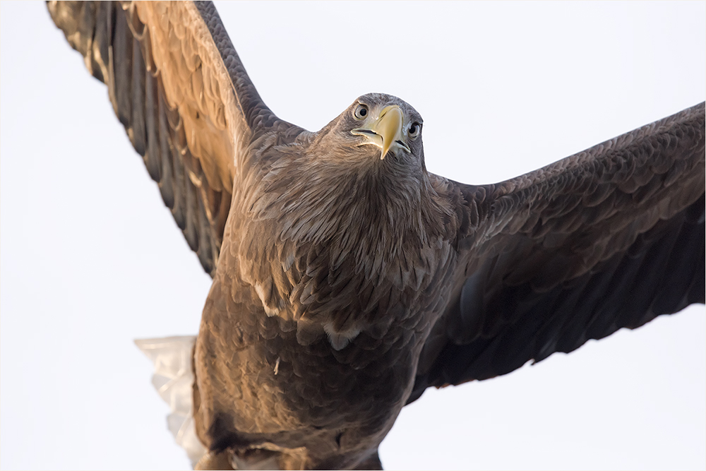 Seeadler