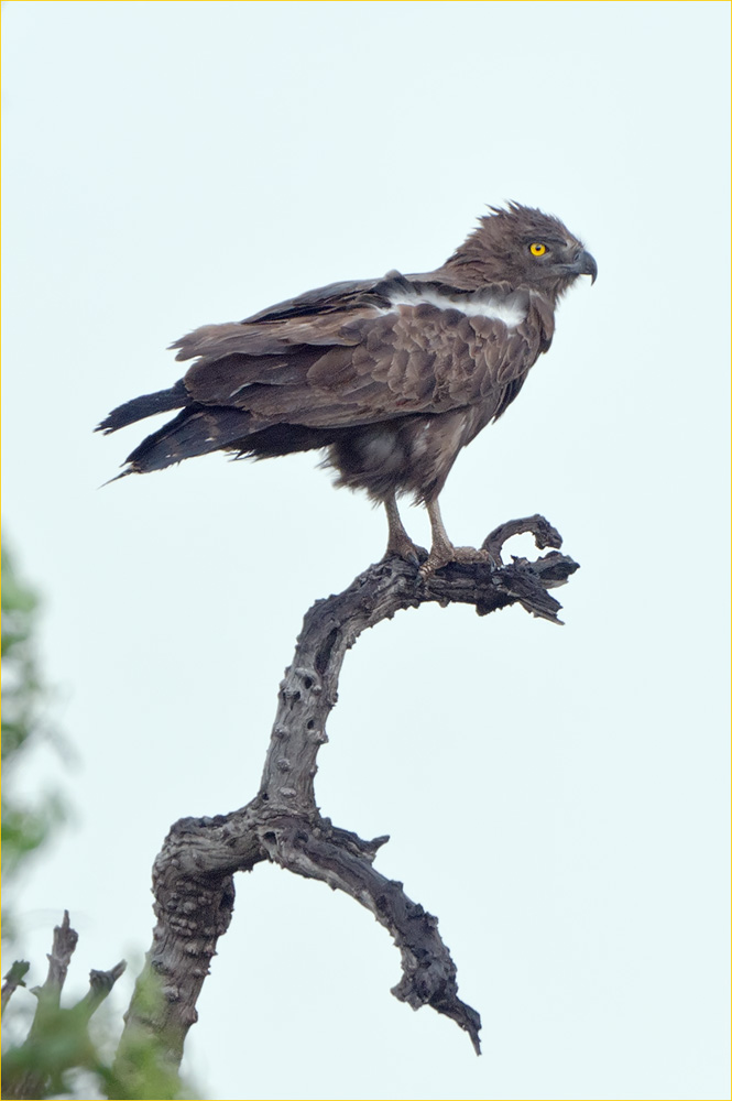 Einfarbschlangenadler