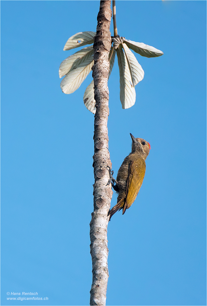 Little-Woodpecker